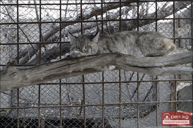 Каракольский зоопарк