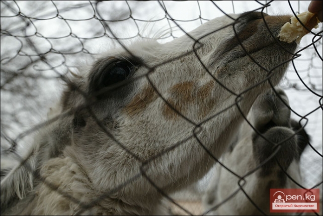 Каракольский зоопарк