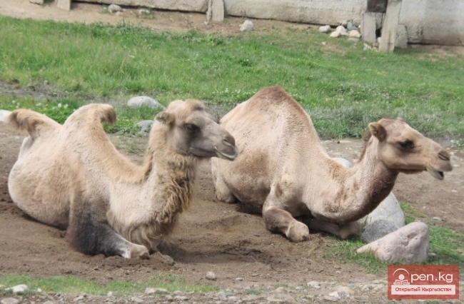 Каракольский зоопарк