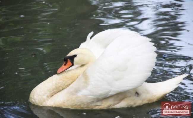 Каракольский зоопарк