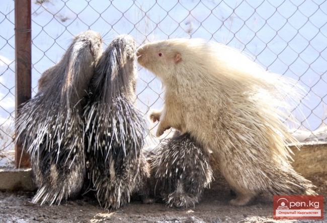 Каракольский зоопарк