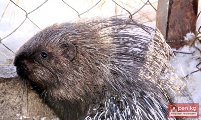 Каракольский зоопарк