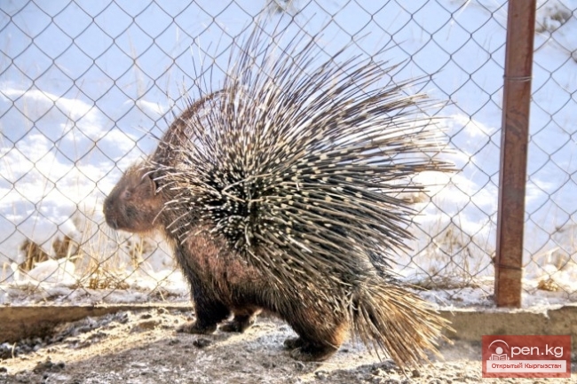 Каракольский зоопарк