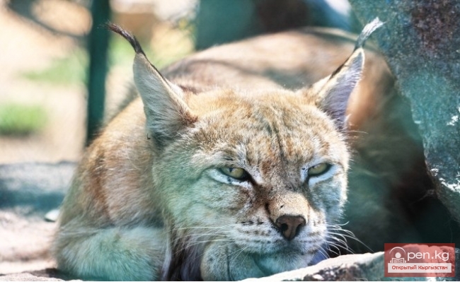 Каракольский зоопарк