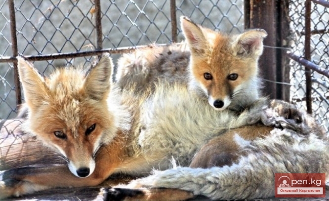 Каракольский зоопарк