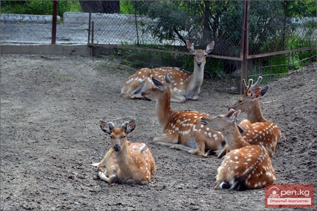 Каракольский зоопарк