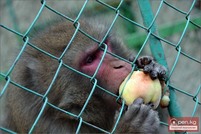Каракольский зоопарк