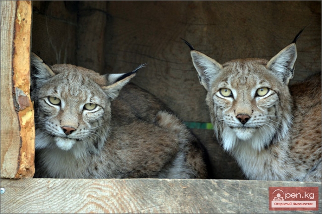 Каракольский зоопарк