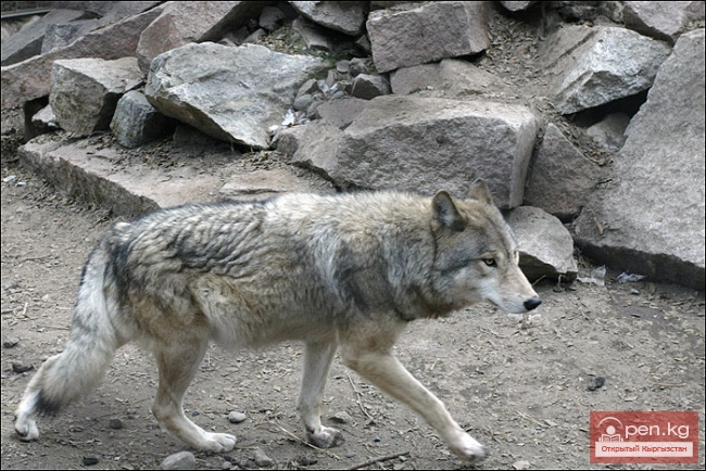Каракольский зоопарк