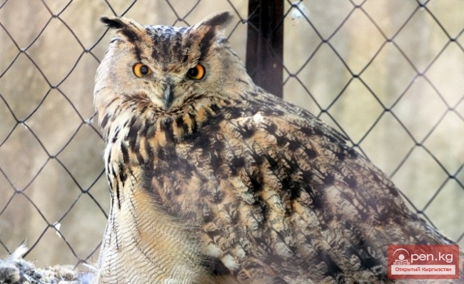 Каракольский зоопарк