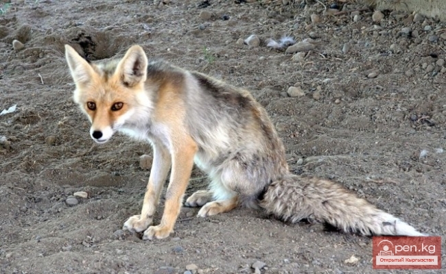 Каракольский зоопарк