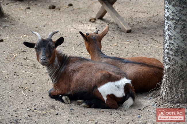 Каракольский зоопарк