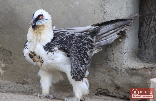 Каракольский зоопарк