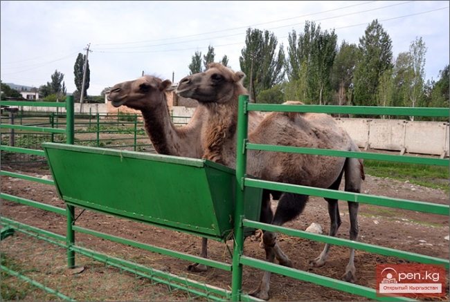 Каракольский зоопарк