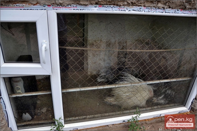 Каракольский зоопарк