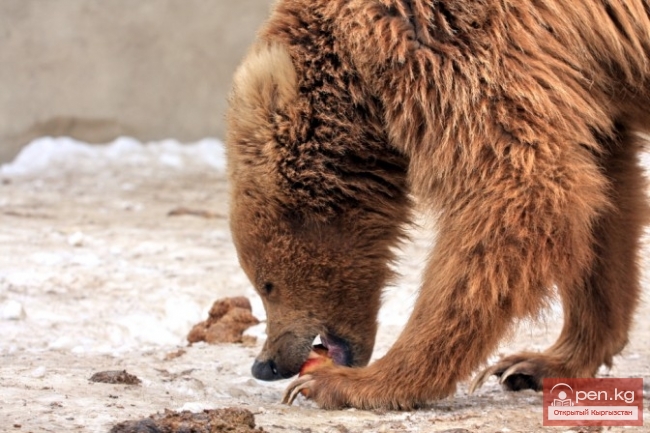 Каракольский зоопарк