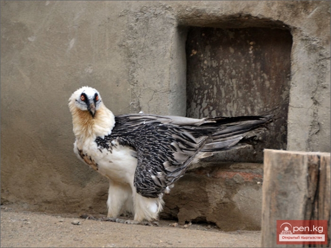 Каракольский зоопарк