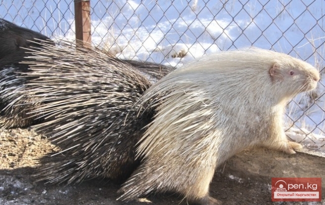 Каракольский зоопарк