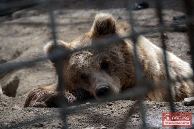 Каракольский зоопарк