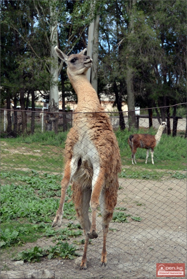 Каракольский зоопарк