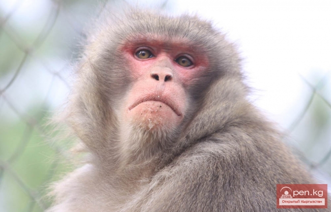 Каракольский зоопарк