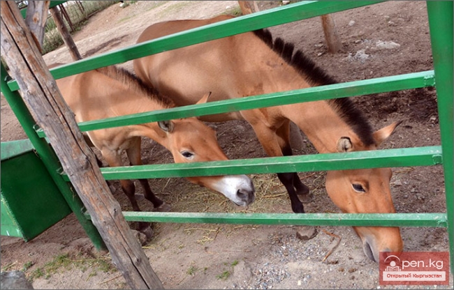 Каракольский зоопарк