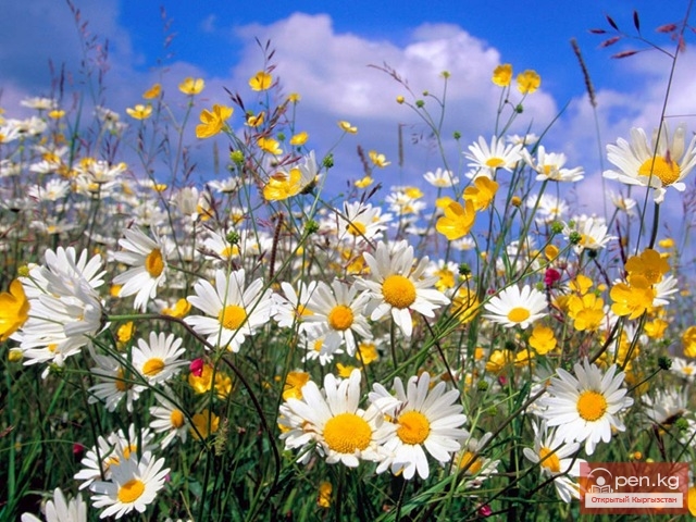 Лекарственные растения Кыргызстана