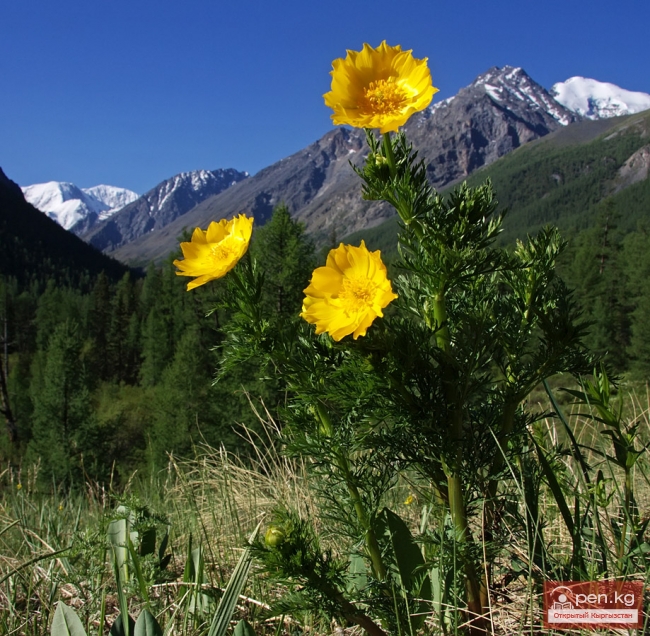 Растительность Чуйской области