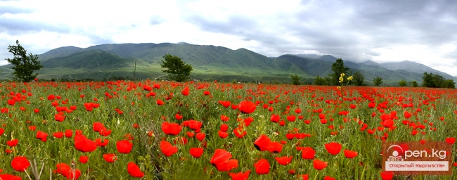 Растительность Чуйской области