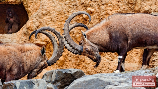 Фауна Чуйской долины