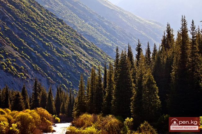 Тянь-шаньская ель (ель Шренка)