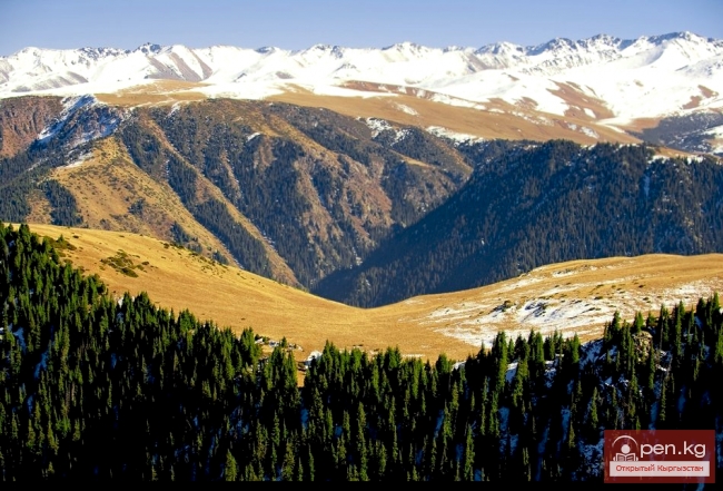 Леса Кыргызстана