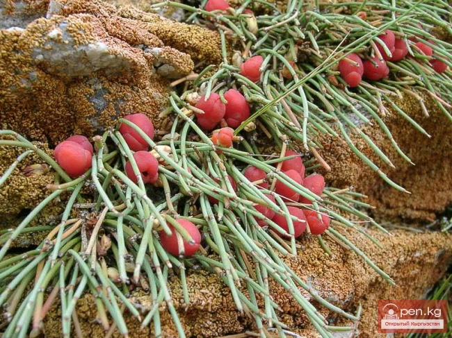 Пустынные растения Кыргызстана