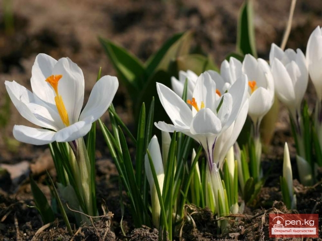 Степные растения Кыргызстана