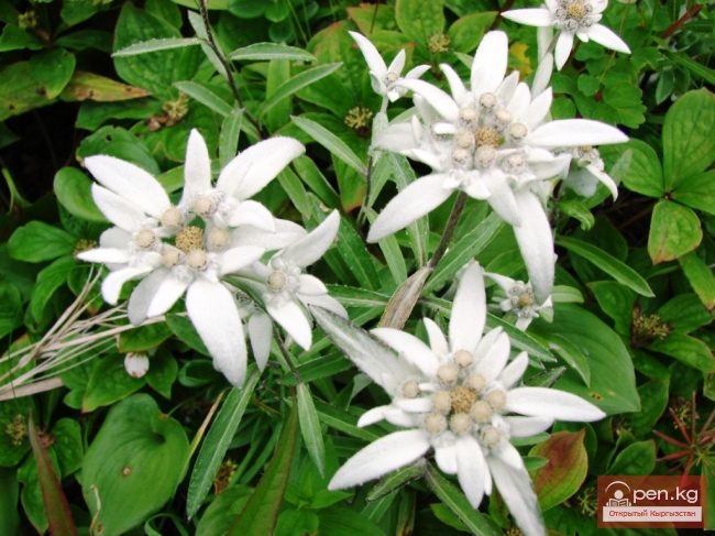 Растения джайлоо