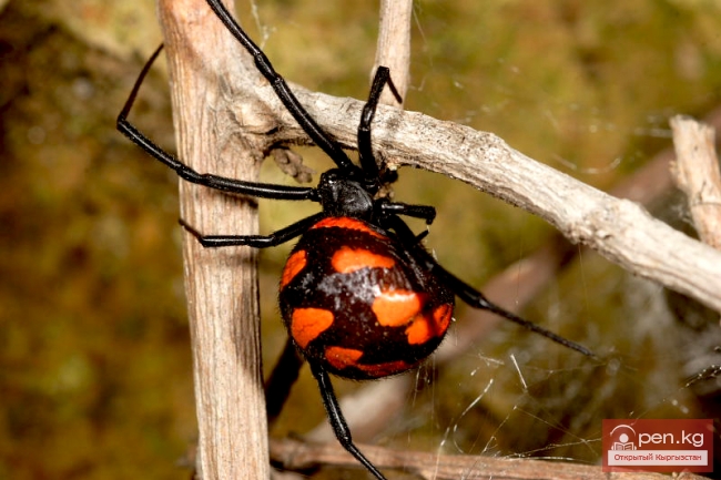 От каракуртов до снежных барсов