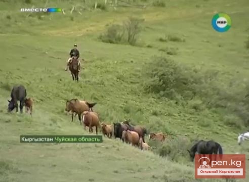 В Кыргызстане развивается кумысный туризм