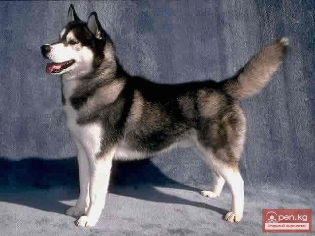 Национальная выставка собак "Золото Востока"