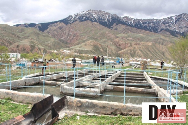 Кто превращает реку Нарын в сточную канаву?