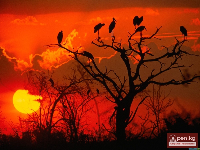 Плач Калахари