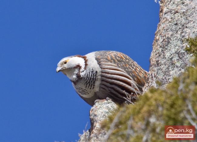 Зона «Малый Нарын»