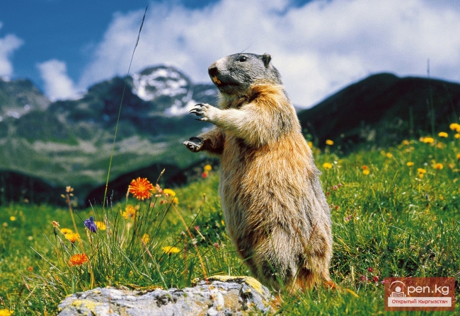 Зона «Ат-Баши»