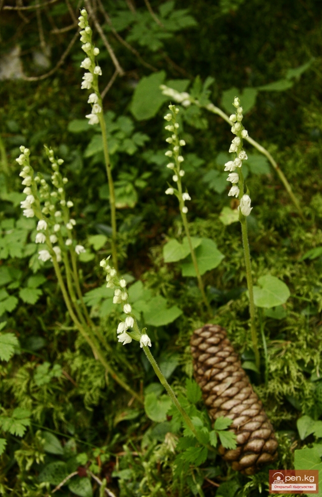 Зона «Ак-Талаа»