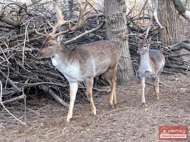 Зона «Тогуз-Тороо» («девять гнедых»)