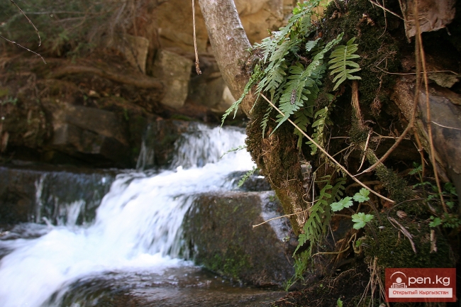 Зона «Тогуз-Тороо» («девять гнедых»)