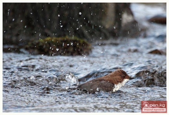 Зона «Мин-Kyш» (тысяча птиц)