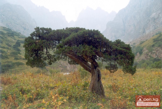 Зона «Манас»