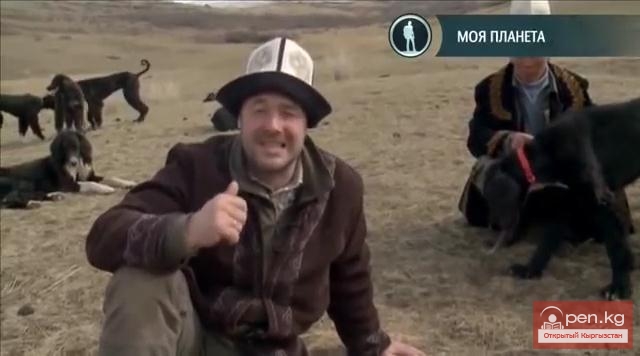 Передача "Планета собак". Тайган. Кыргызстан.