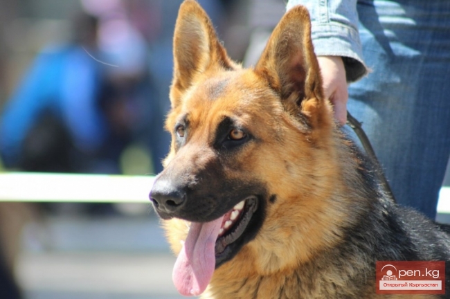 28 сентября выставка собак "Кубок Кыргызстана"