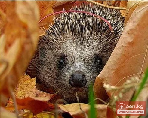 Бульон (шорпо) из ежа